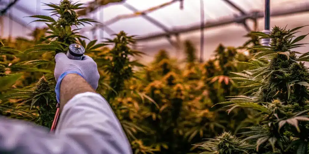 Technician measuring cannabis flower quality and water activity levels inside a greenhouse cultivation environment.
