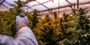 Technician measuring cannabis flower quality and water activity levels inside a greenhouse cultivation environment.