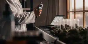Laboratory technician measuring water activity levels in cannabis buds during quality control testing.