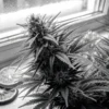 Citrus terpene cannabis flower displayed with lemon slices and terpene extract bottle near a window.