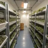 Commercial cannabis curing room with shelves filled with drying and curing cannabis flowers.