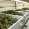 Large trays of harvested cannabis flowers organized on shelving inside a commercial curing and storage facility.