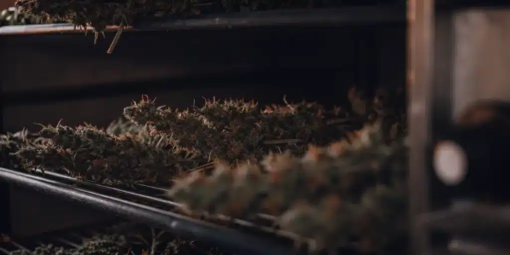 Cannabis buds drying on stacked trays in a controlled environment for post-harvest processing.