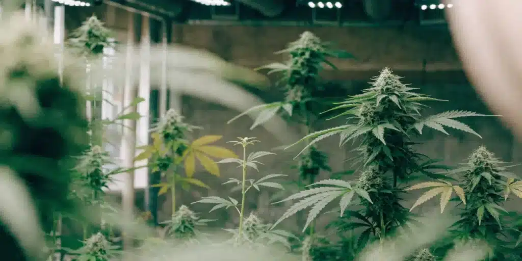 Cannabis plants in the flowering stage growing under LED lights in a commercial indoor cultivation facility.