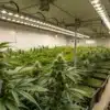 Large commercial cannabis grow room with flowering plants under high-efficiency LED lighting systems.