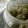 Condensation inside jar cannabis showing moisture buildup on glass around cured cannabis buds during storage.
