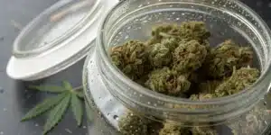 Condensation inside jar cannabis showing moisture buildup on glass around cured cannabis buds during storage.