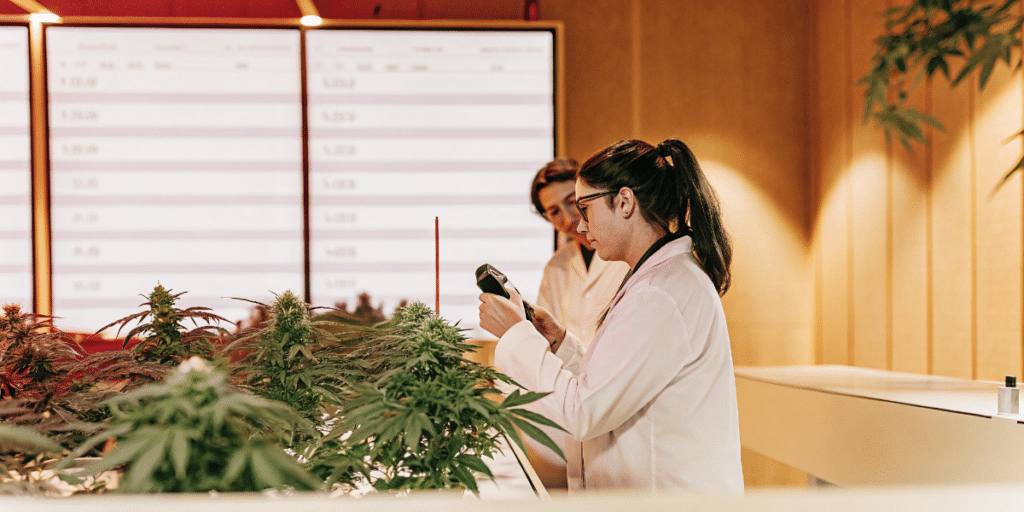 Techniciennes effectuant un contrôle qualité sur des plants de cannabis cultivés en intérieur à l’aide d’un appareil de mesure.