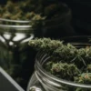 Close-up of cured cannabis buds stored in open glass jars during the post-harvest curing process.