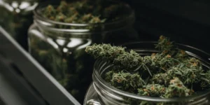Close-up of cured cannabis buds stored in open glass jars during the post-harvest curing process.
