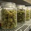 Cured cannabis buds in glass jars stored on metal shelves for long-term preservation and curing.