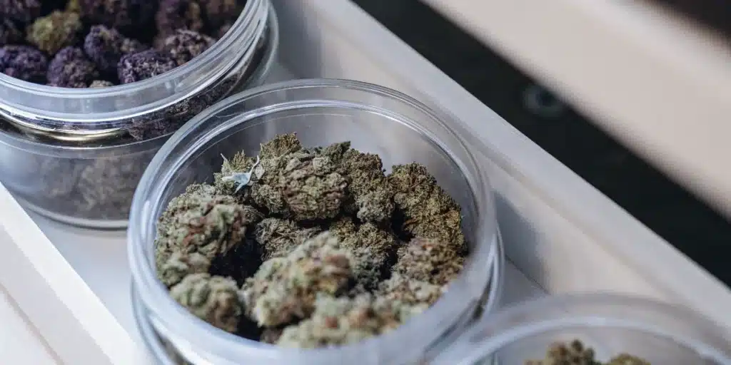 Cured cannabis buds stored in transparent containers for preservation and strain organization.