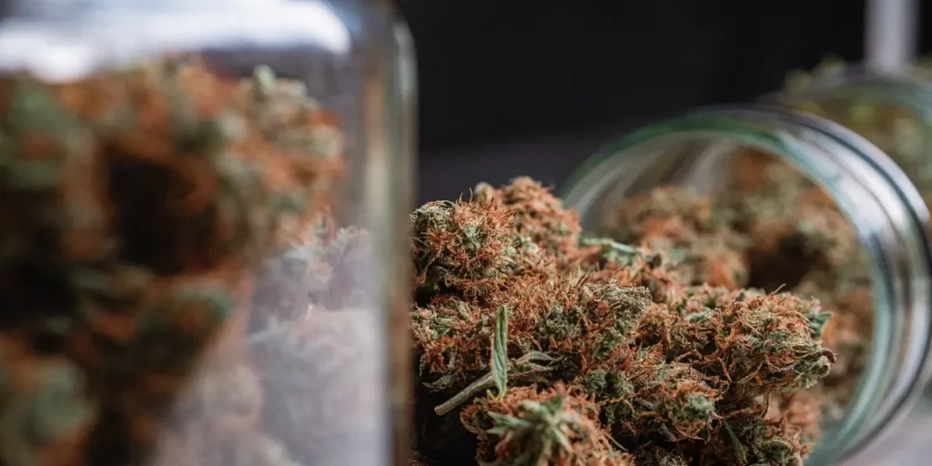 Cured cannabis flower stored in glass jars with buds visible during post-harvest storage and quality inspection.