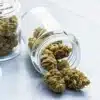 Cured cannabis buds stored in glass jars with flowers removed for inspection during post-harvest storage.