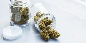 Cured cannabis buds stored in glass jars with flowers removed for inspection during post-harvest storage.