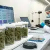 Digital cannabis quality monitoring with flower samples stored in containers and laboratory data analysis.