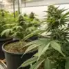 Flowering cannabis plants growing in pots inside a commercial indoor cultivation facility.