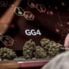 GG4 cannabis strain buds displayed beside a digital terpene and cannabinoid analysis interface.