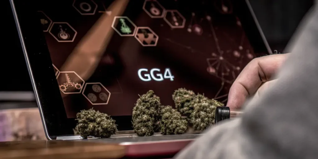 GG4 cannabis strain buds displayed beside a digital terpene and cannabinoid analysis interface.