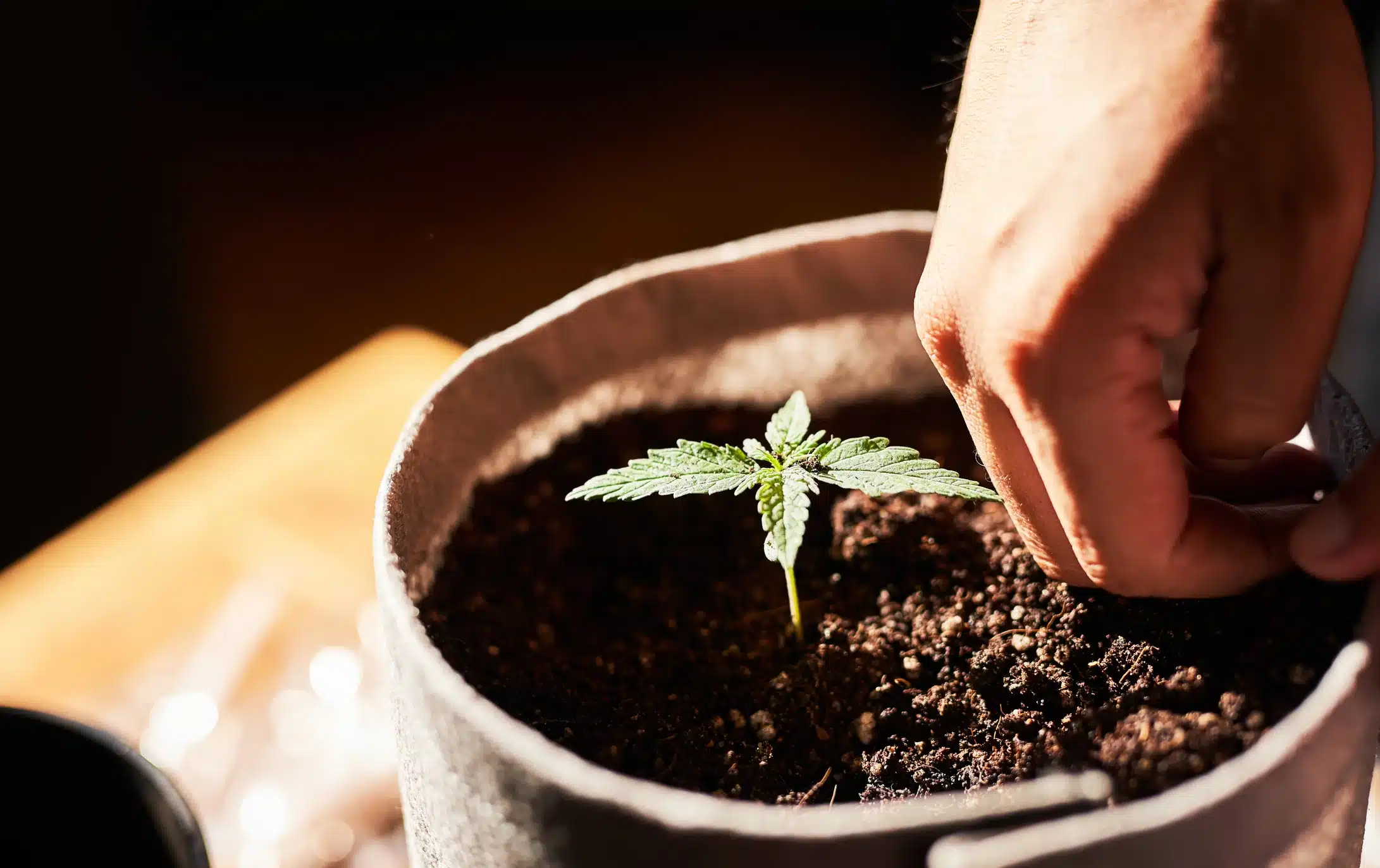 Cannabis seed germination taking time