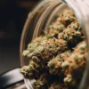 Premium cannabis buds stored inside a glass jar using a long-term cannabis storage method to preserve freshness.