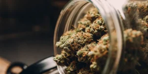 Premium cannabis buds stored inside a glass jar using a long-term cannabis storage method to preserve freshness.