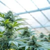 Healthy cannabis plants growing in a greenhouse with optimized airflow and ventilation systems.