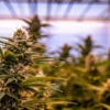 Mature cannabis flowering plants growing inside a greenhouse with natural sunlight and dense resin-covered buds.