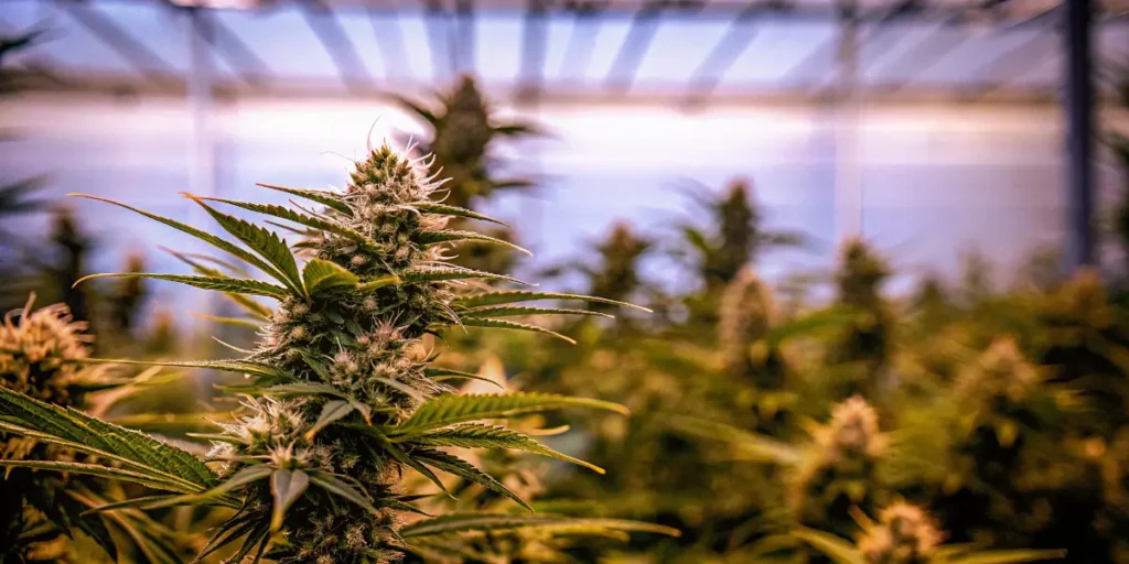Mature cannabis flowering plants growing inside a greenhouse with natural sunlight and dense resin-covered buds.