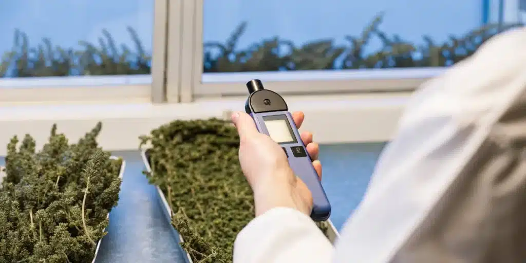 Handheld cannabis water activity meter used to evaluate moisture levels in drying flower samples.