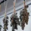 Cannabis branches hanging upside down during the drying process in a controlled indoor environment.