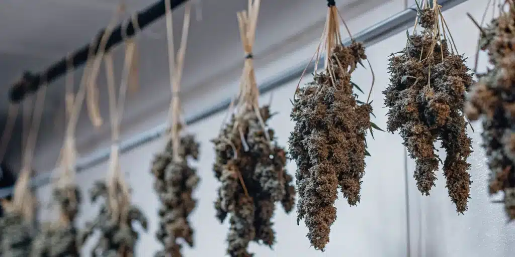 Cannabis branches hanging upside down during the drying process in a controlled indoor environment.