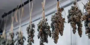 Cannabis branches hanging upside down during the drying process in a controlled indoor environment.