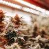 High terpene cannabis strains flowering indoors under LED lights with dense aromatic buds.