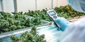Laboratory technician measuring water activity levels of harvested cannabis flowers during quality control testing.