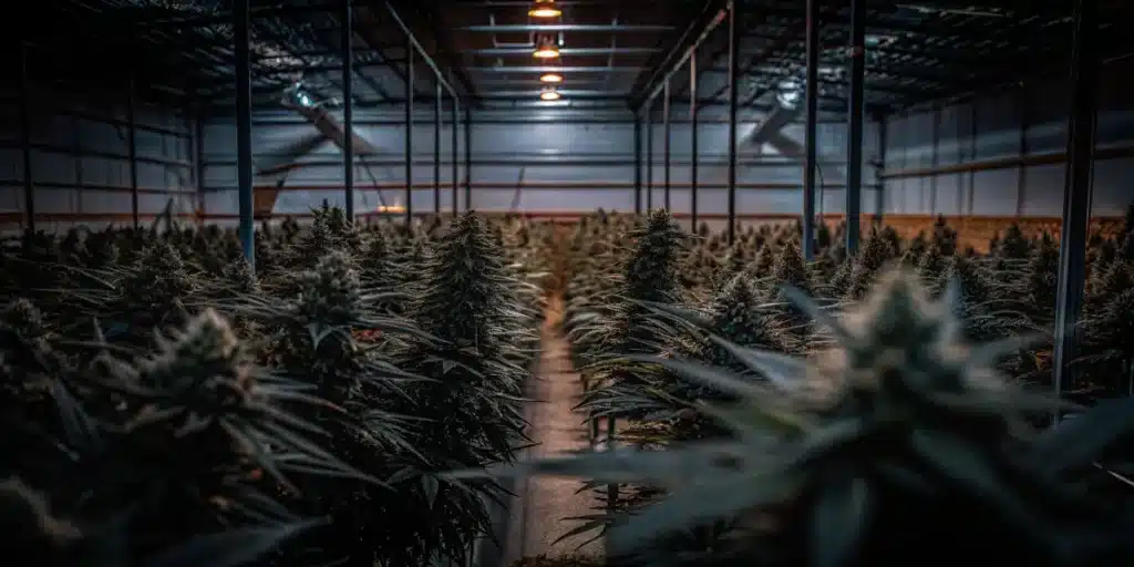 Large-scale indoor cannabis cultivation facility with rows of mature flowering plants under controlled lighting.