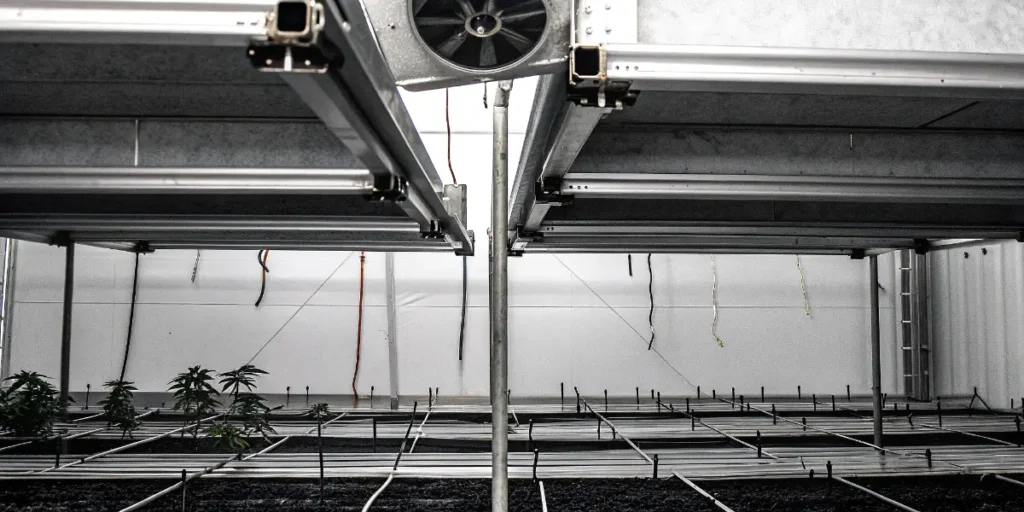 Indoor cannabis cultivation facility with environmental control systems and flowering plants under monitored conditions.