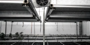 Indoor cannabis cultivation facility with environmental control systems and flowering plants under monitored conditions.