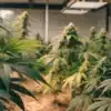 Healthy cannabis plants flowering inside a modern indoor grow room under artificial lighting.