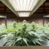 Indoor cannabis grow room with flowering plants under high-efficiency LED grow lights.
