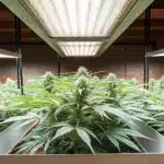 Indoor cannabis grow room with flowering plants under high-efficiency LED grow lights.