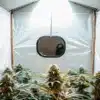 Indoor cannabis grow room with flowering plants cultivated under LED lighting in a reflective grow tent.
