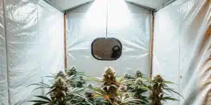 Indoor cannabis grow room with flowering plants cultivated under LED lighting in a reflective grow tent.