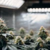 Indoor cannabis strains with dense frosty buds growing under LED lights in a controlled environment.