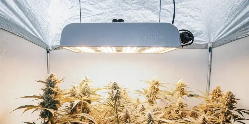 Cannabis plants flowering under a high-efficiency LED grow light in an indoor cultivation setup.