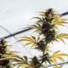 Mature cannabis plant in late flowering stage growing inside a greenhouse with developing buds.