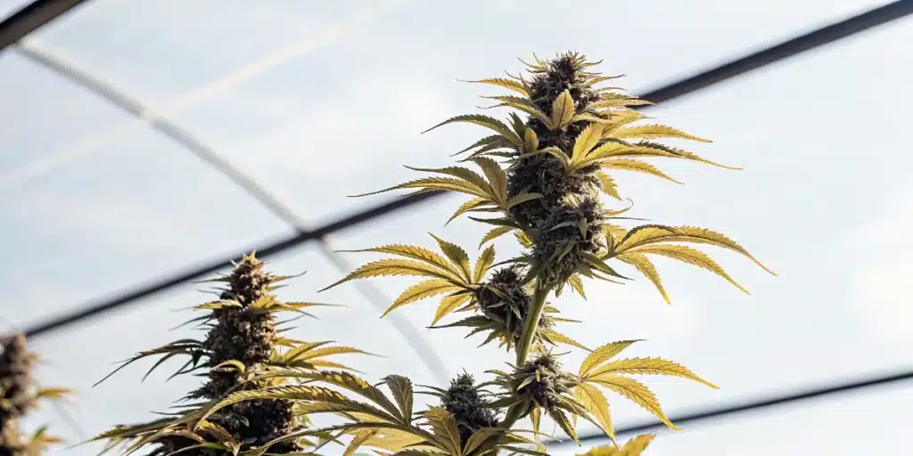 Mature cannabis plant in late flowering stage growing inside a greenhouse with developing buds.