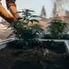 Grower tending cannabis plants in a raised garden bed beside a greenhouse outdoors.