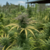 Outdoor cannabis plant central cola with developing buds and elongated green leaves