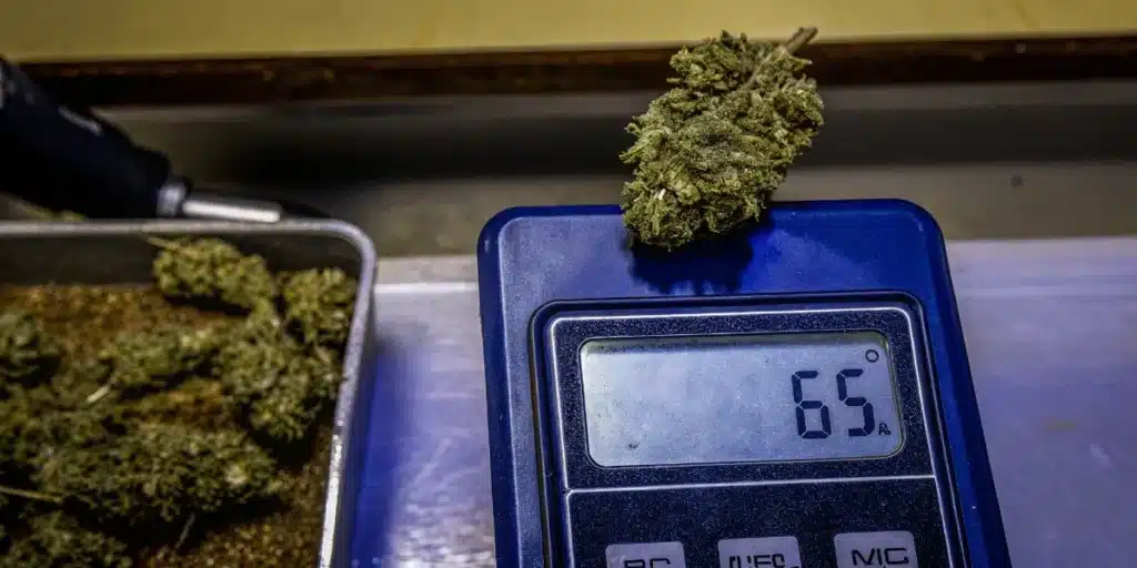 Portable water activity meter cannabis test showing AW reading beside a flower sample.